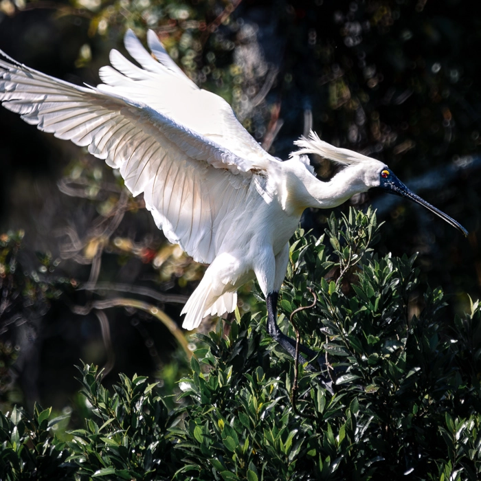 WhiteHerons-12_thumb.webp